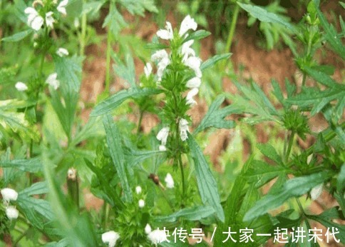 益母草|农村墙角的一些野菜，常食用能预防高血压高血脂等疾病