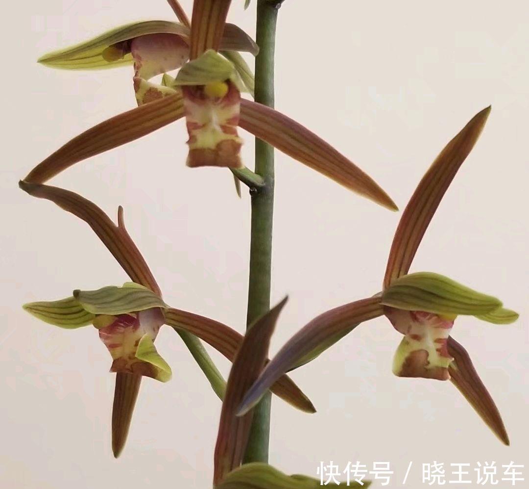 墨兰花色只有紫黑色吗，错，带你了解多彩的墨兰