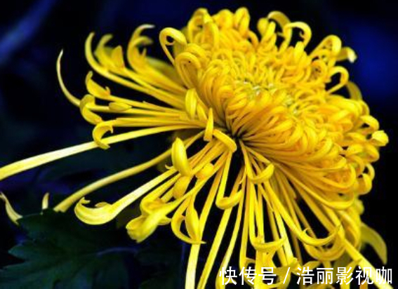 花瓣|喜欢菊花，不如养盆“菊之珍品”，似鹿角昂扬，飘逸妖娆
