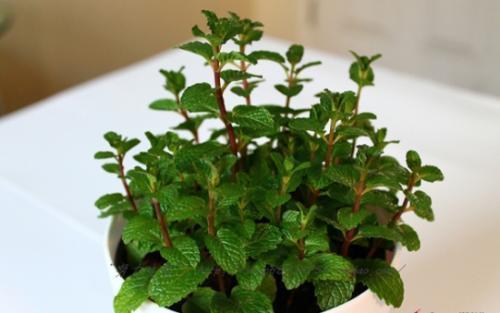 甲醛|在家要养就养2种野草,都是吸附甲醛的小能手,养在家中当“宝”