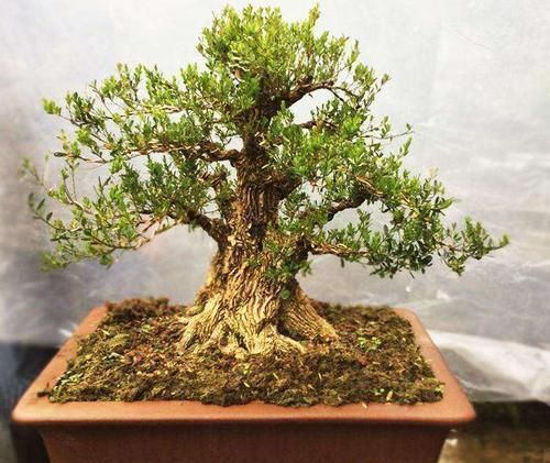 2种“镇宅花”,客厅养一盆寓意好,比啥花都强,越养越值钱