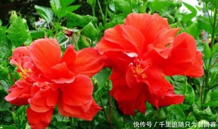 长寿花|超好养的4种花,人人都喜欢,叶子油绿,花朵漂亮!