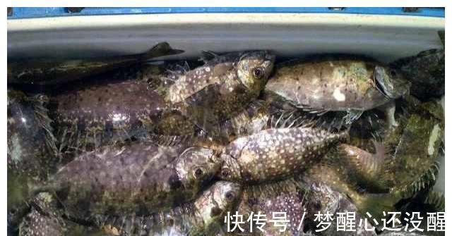 广东珠海泥猛泛滥!当地钓友反馈到处都是,一天能钓上百斤