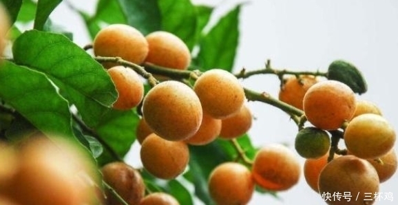 它比梨还润肺,是食药同源的“健康果”,止咳效果好,早知早受益