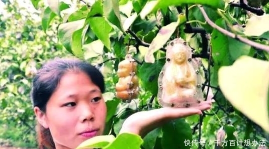 好吃|这几种水果很好吃,但也有它的奇葩之处,你见过吗?