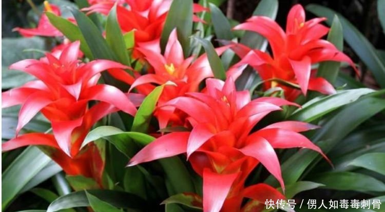 百合花|夏天养此款花卉,一开就是十几朵几十朵,非常漂亮,养起来太省心