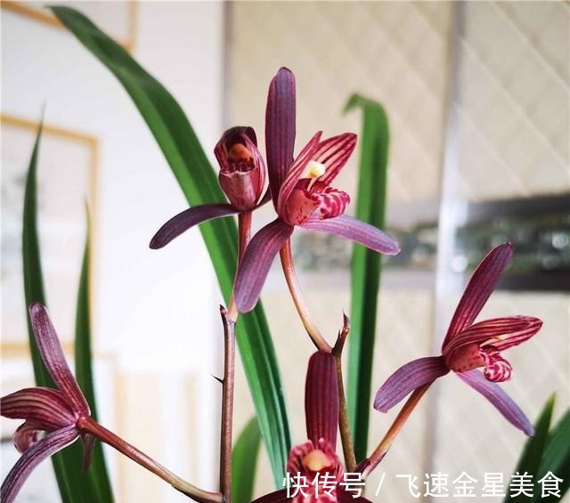 花色|别养牡丹茶花了，此兰一年能开四五次，花姿优美，开花就能香满屋！