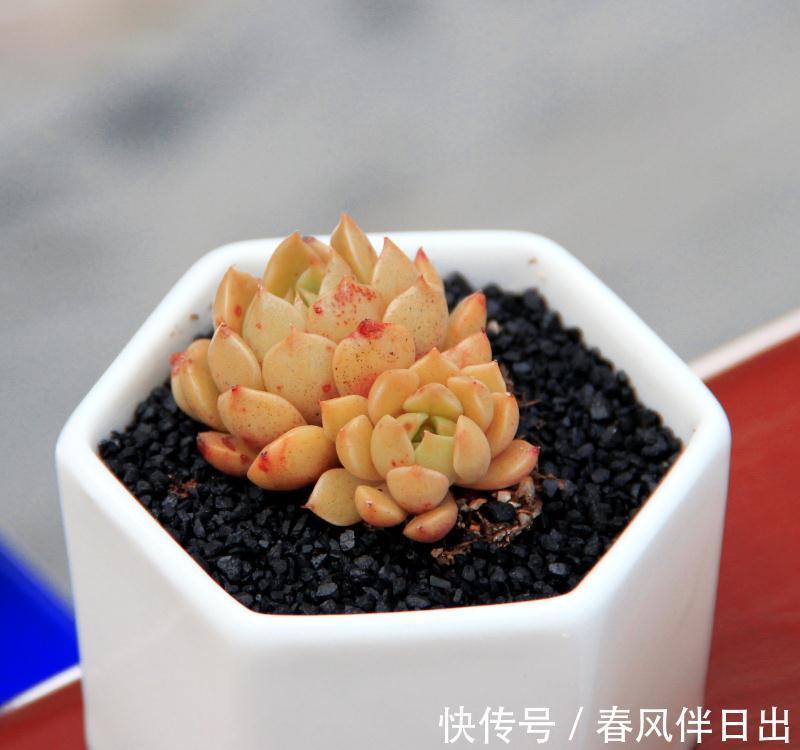 花盆|小身材作用大,花盆里少了它,多肉干透浇透也黑腐