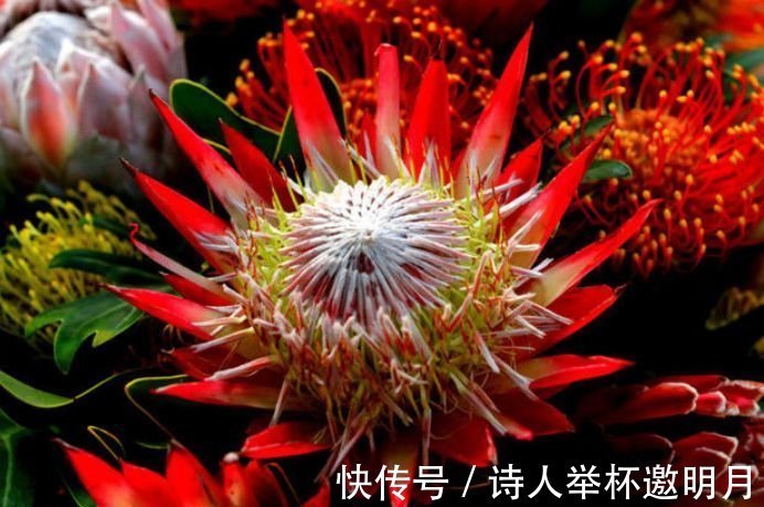 养花就养这几款,全年开花不停,爆盆美如花,枝头窜满花苞