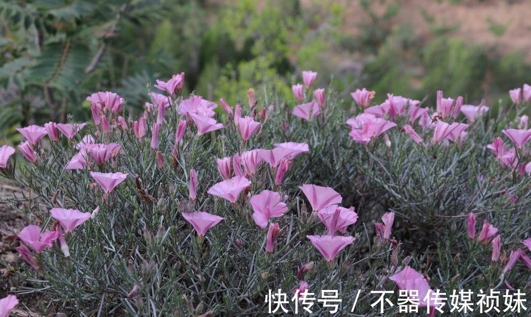 湿地|探索黄河岸边不知名土山，坡上开满奇怪的花朵，路边横着清代墓碑