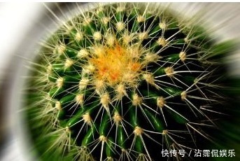 太阳花|以下3种花,越贱养长的越好,1个月不浇水也能疯长!懒人养花必备