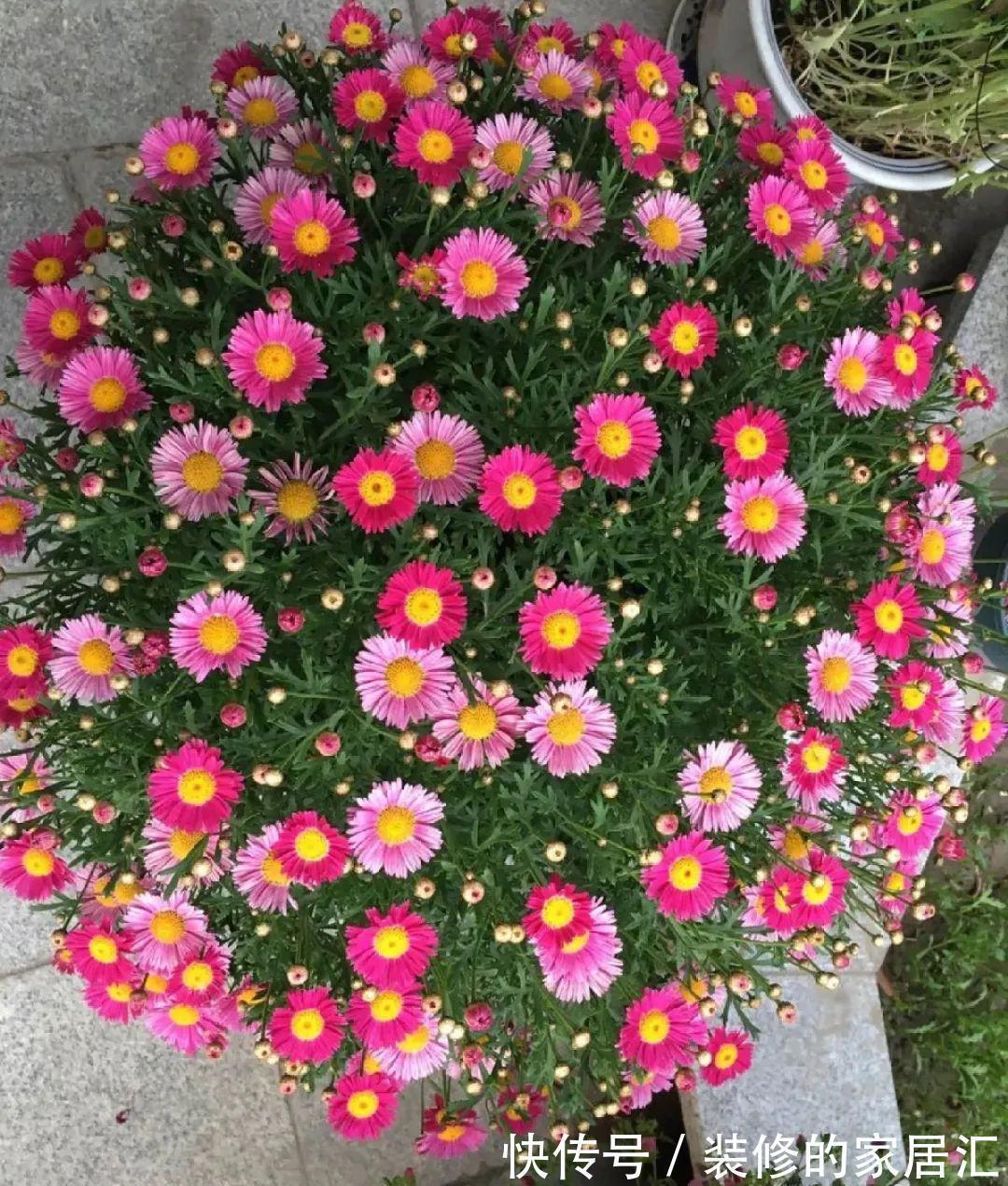 6种花别养老桩,越老越不开花,赶紧扦插备份