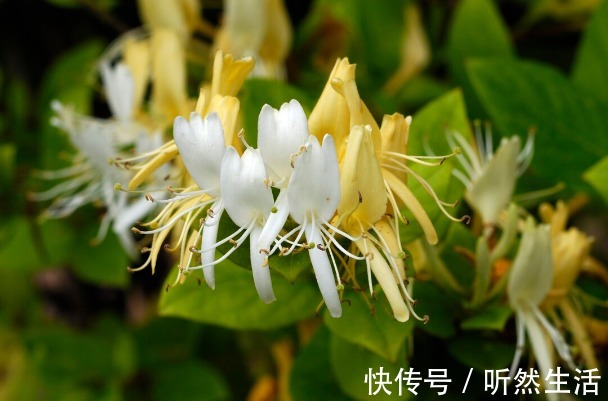 鱼腥草|66种野菜大图片，带你见识不同的野菜和吃法，你想要的野菜这里有