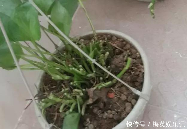 绿萝越养越差,就差成光杆了学会这3招,起死回生再爆盆!