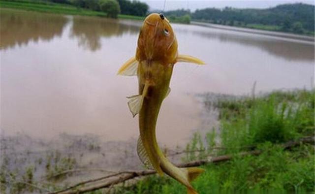 春钓黄辣丁,这4种地形有鱼窝,遇上一定别放过