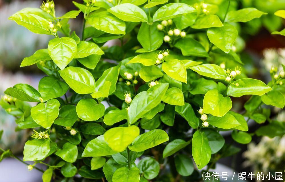 茉莉开花多不多,主要在三个细节工作,做得不到位补救还来得及