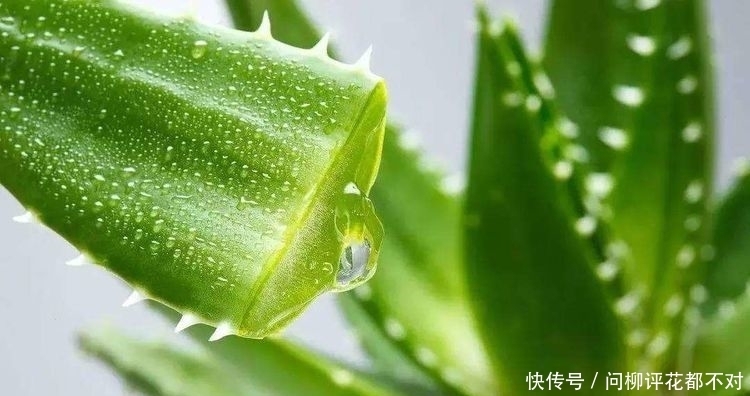 女性过了40岁,常吃3种食物,滋补肝肾,润肠通便,增强体质