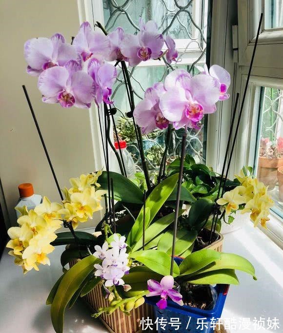 8种“洋气花”,天冷别喷水,不然黄叶、掉花苞,越养越难看