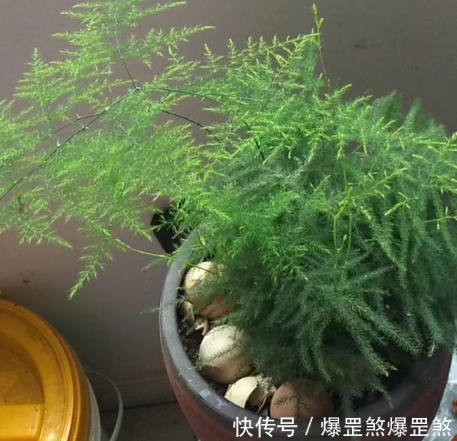 花盆里小黑虫怎么清除