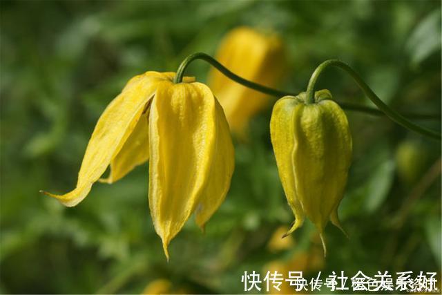 铃铛|最好养的铁线莲,不“立枯”,花期长,开到深秋都不停