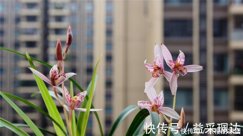 养兰先养根用这免费料养出粗壮大白根，兰花开花多又香