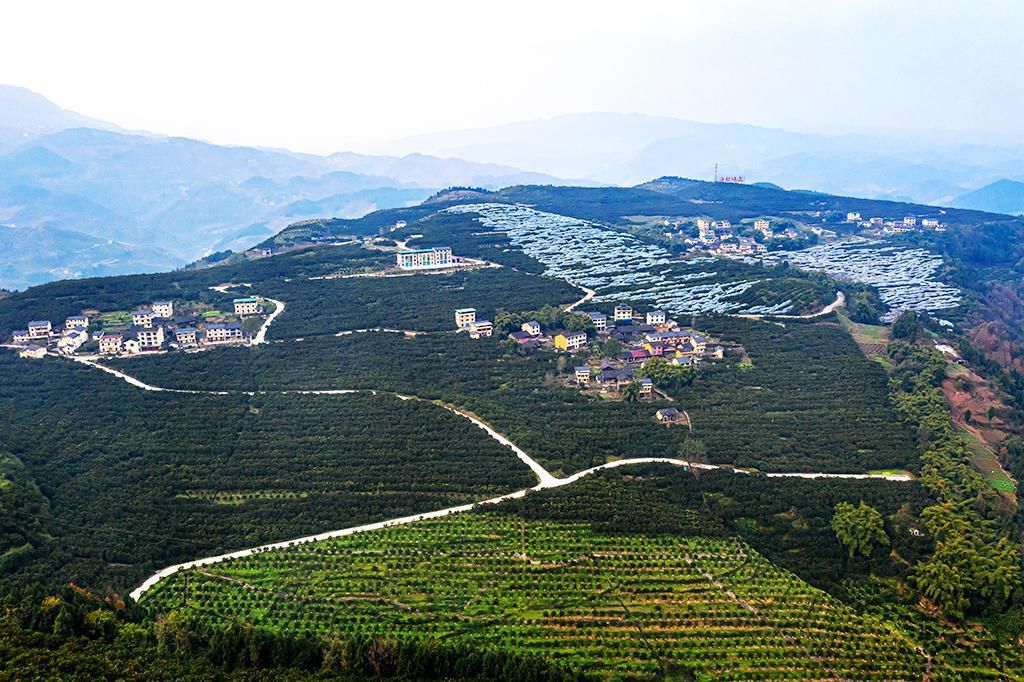 忠县：满山橘黄似春景