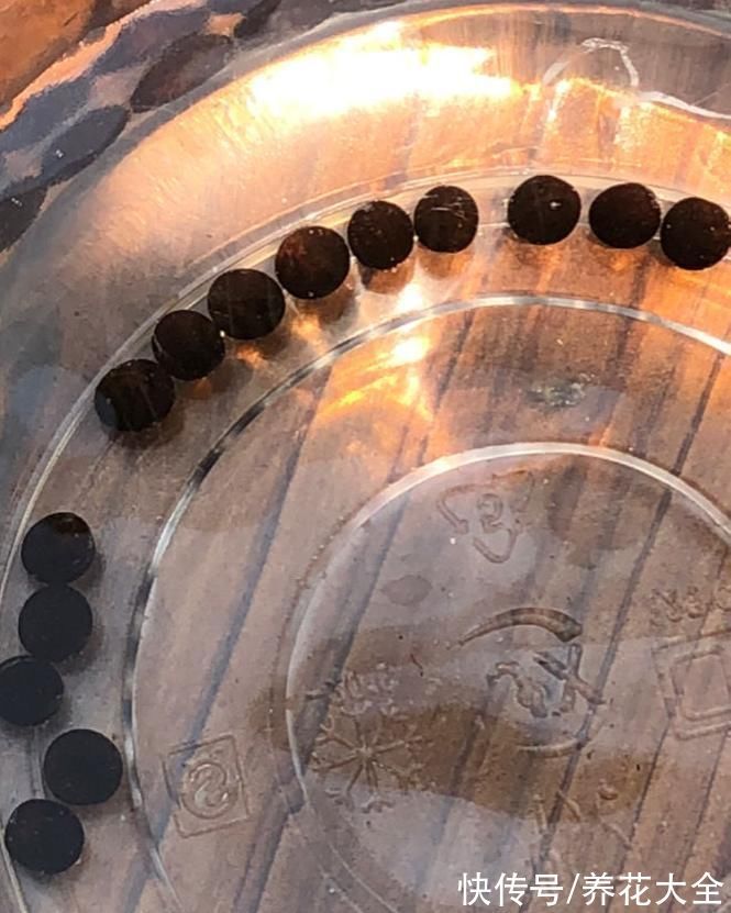 花市老板的养花绝招,今天全给你,一学一个准