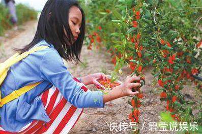 热水|用枸杞泡水时,到底用冷水还是热水原来一直泡错了,难怪没效果