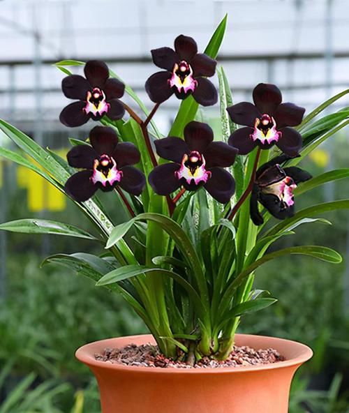 黑雪姬兰花,花色神秘,开花之后给人一种高雅贵族的气质