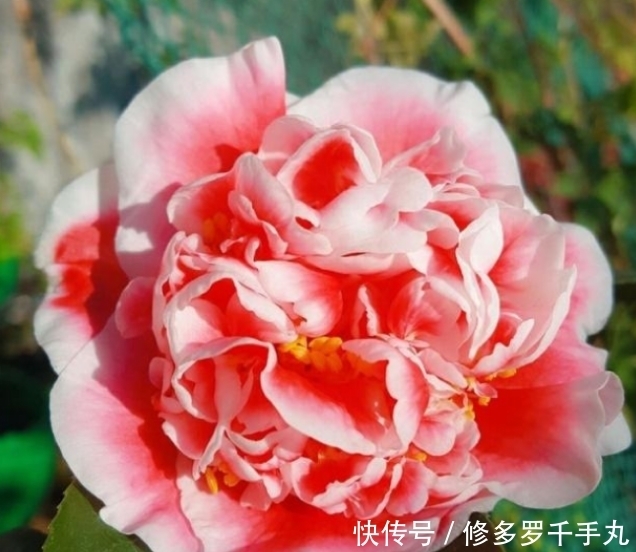 3种花花朵硕大、花期长,比牡丹还美,比吊兰好养,你养了吗