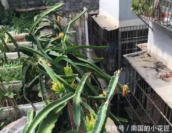 盆栽|单纯养花有点枯燥怎么办?不如盆栽种植水果,既好看又有趣