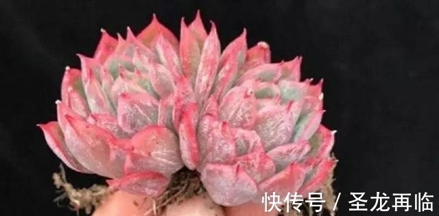 夏季|火焰杯多肉,升级版的紫罗兰女王,隔着玻璃晒太阳也能红