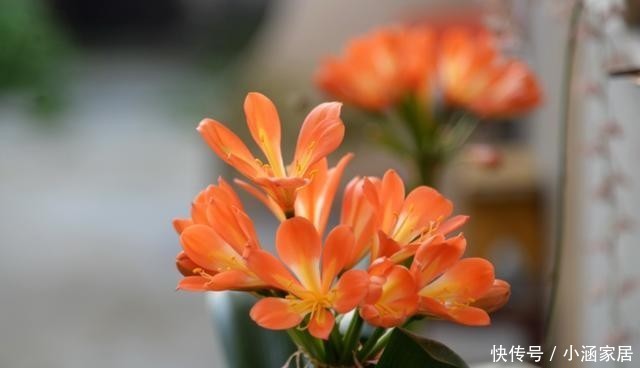 技巧|水培君子兰有技巧,做好这5点,不易烂根容易开花