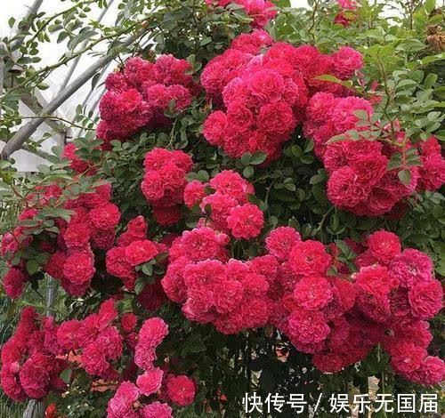 花朵|淘汰月季吧！阳台栽上“此花”，花朵艳、香气浓，还好养