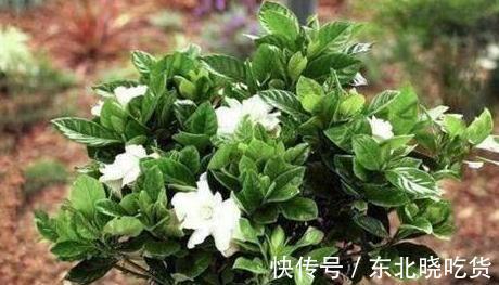 栀子花什么时候开,栀子花这样养一年开花两次,开的花又大又多