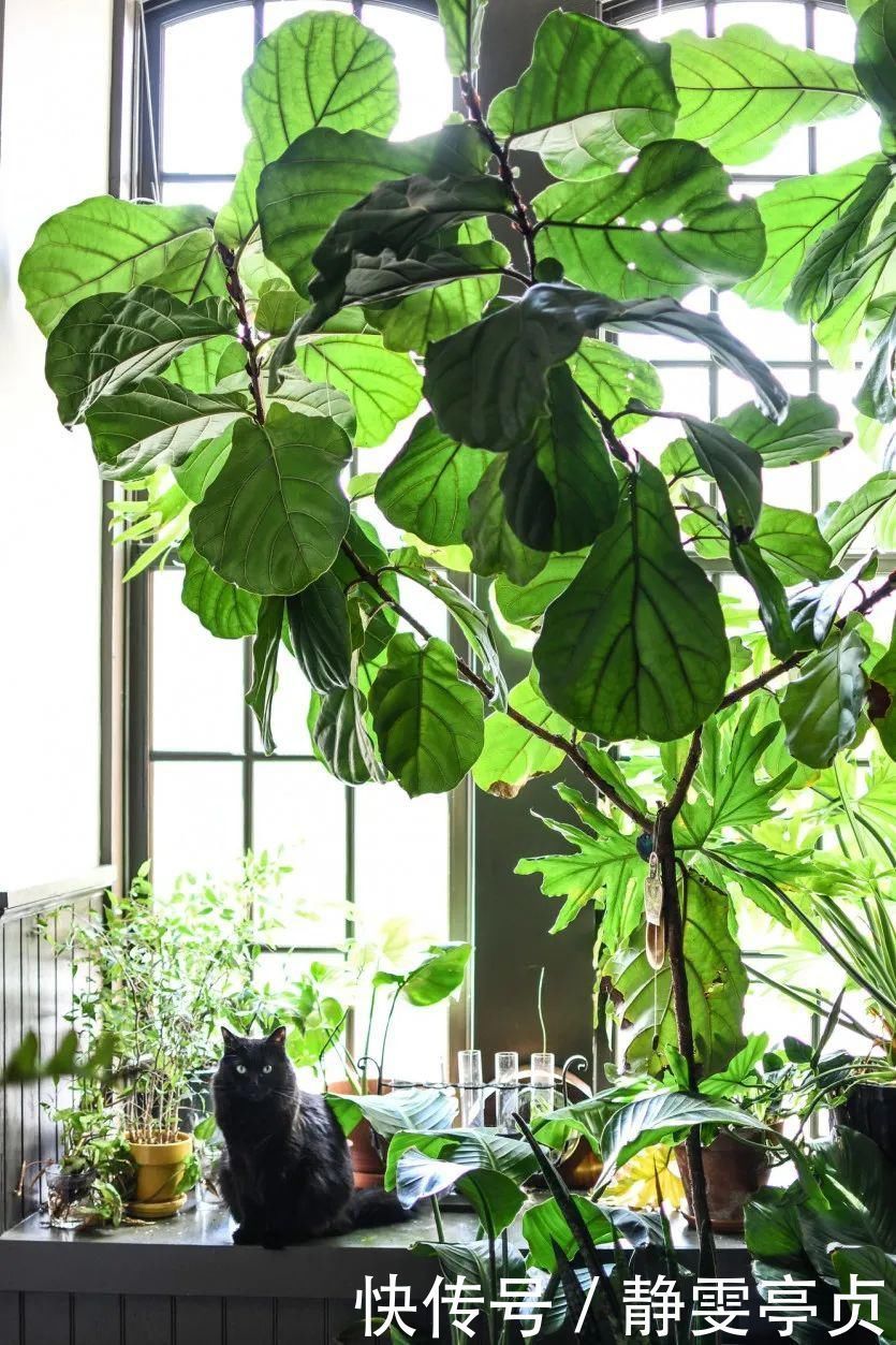 她在屋里种满500盆植物:呆在这样的房子里,生活更有了诗意!