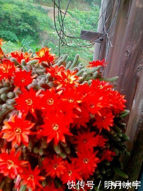 3种花儿“死不了”,花期特别长,一开几个月,是盆栽佳品!