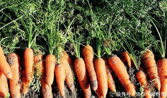 秋天，吃红薯南瓜不如吃它，钙含量是牛奶的3倍，却经常被扔掉