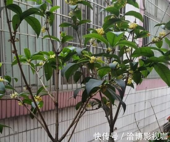 浇水|想让家里常年飘香,就养殖3种花卉,管理简单、易爆盆