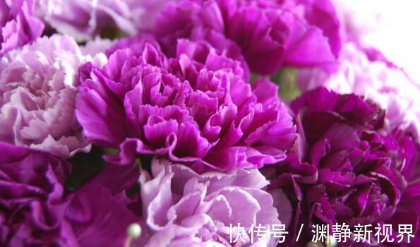 老人|家中有老人养“它”花语温馨与慈祥，开花颜色特殊，花叶俱美