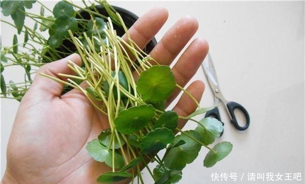 养这4种花,春天一定要“理发”,才会越长越旺,看看你家有吗!