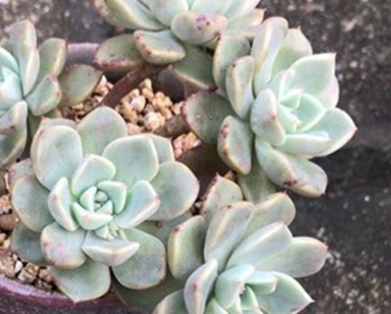 给多肉喂上这种“小零食”，新芽呼呼长，叶片肥厚，长得水灵灵的