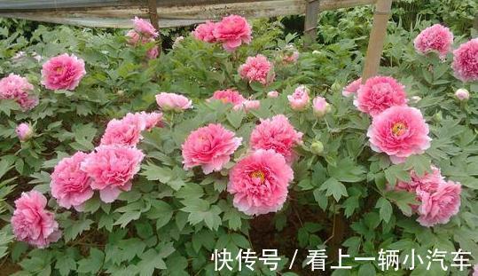 养花|想要养好花王牡丹,这种液体要多用,根茎茁壮,花更大