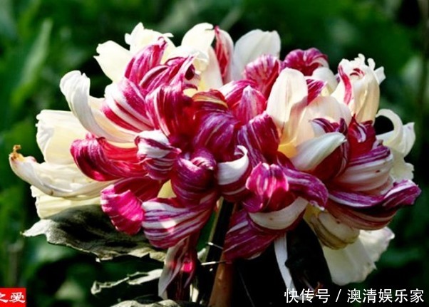 喜欢菊花,不如养盆“菊中精品”鸳鸯荷,似鸳鸯戏水,美丽大气