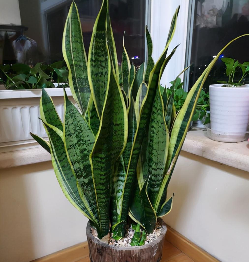 根系|冬季虎皮兰有“3怕”,稍微不注意就会烂根烂叶,现在要做足功课