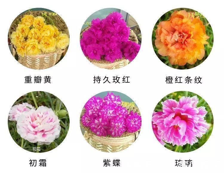 花花|不怕热不怕晒的花,切碎扔土里就活,大写的服!