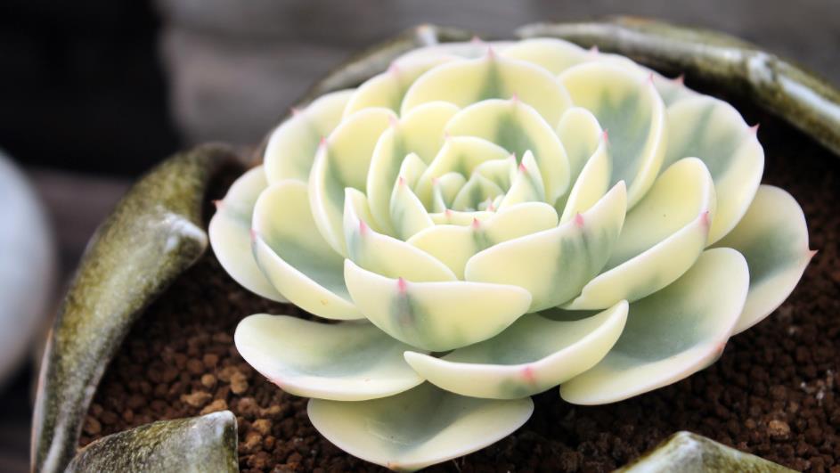 养护|养多肉,不是任何时候都该控水!