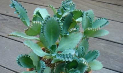 养多肉10年，总结出5种价格便宜、好看好养的多肉，适合新手！