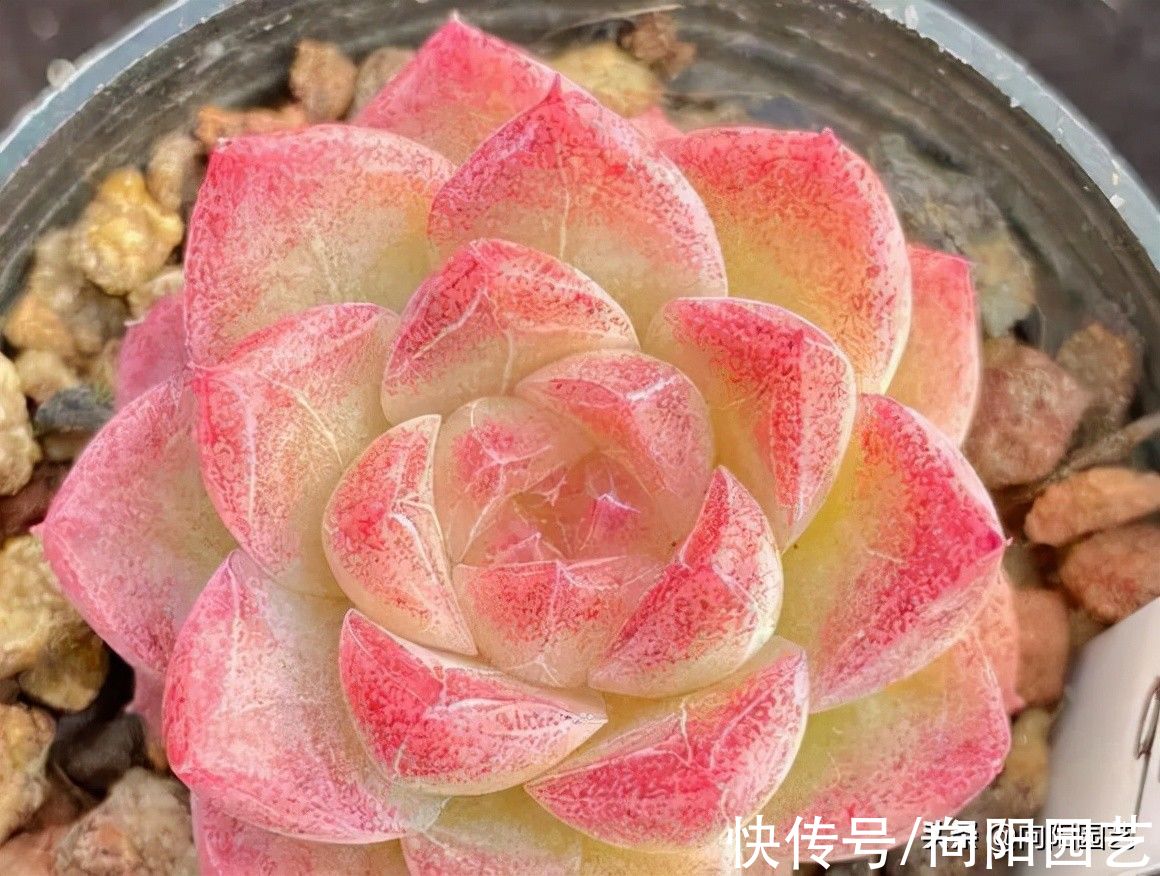 10种多肉最怕水，水多了就“烂根”，养多肉千万不能“手勤”