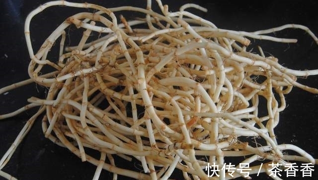 想要野钓鲫鱼连杆给口，这几种鲫鱼爱吃的饵料，就不得不认识一下